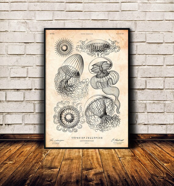 Jellyfish poster, Marine biology gift, Beach house decor, Sealife art print, Nautical print