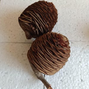 Puede incluir: Dos conos de cedro marrones con una textura leñosa en capas y una forma redondeada y compacta. Los conos presentan escamas superpuestas y apretadas que crean un aspecto estriado distintivo. Un cono está unido a un pequeño tallo leñoso.