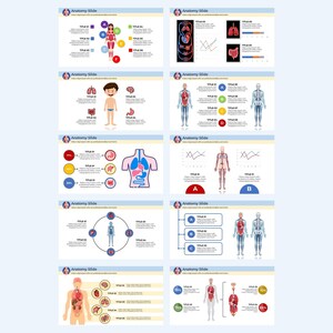 Editable Anatomy Chart Powerpoint Templates | Biology Presentation ...