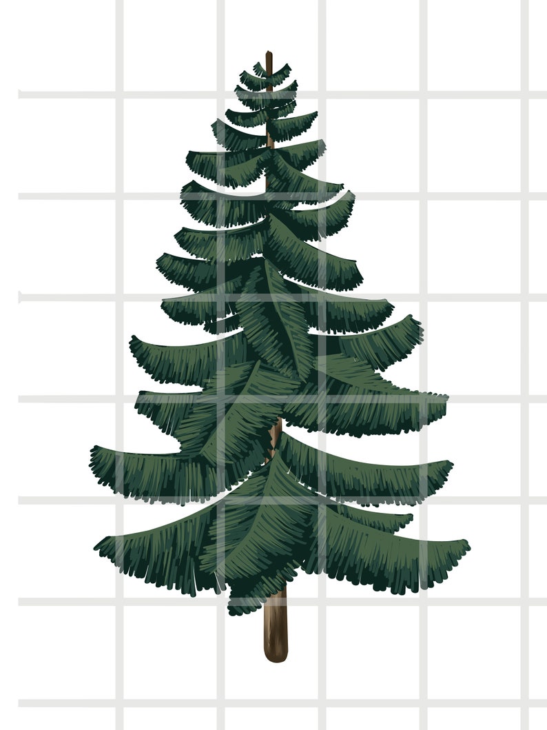 Peut inclure: Un grand pin vert avec un tronc brun. L'arbre a de nombreuses branches et aiguilles. L'arbre est isol&eacute; sur un fond blanc.