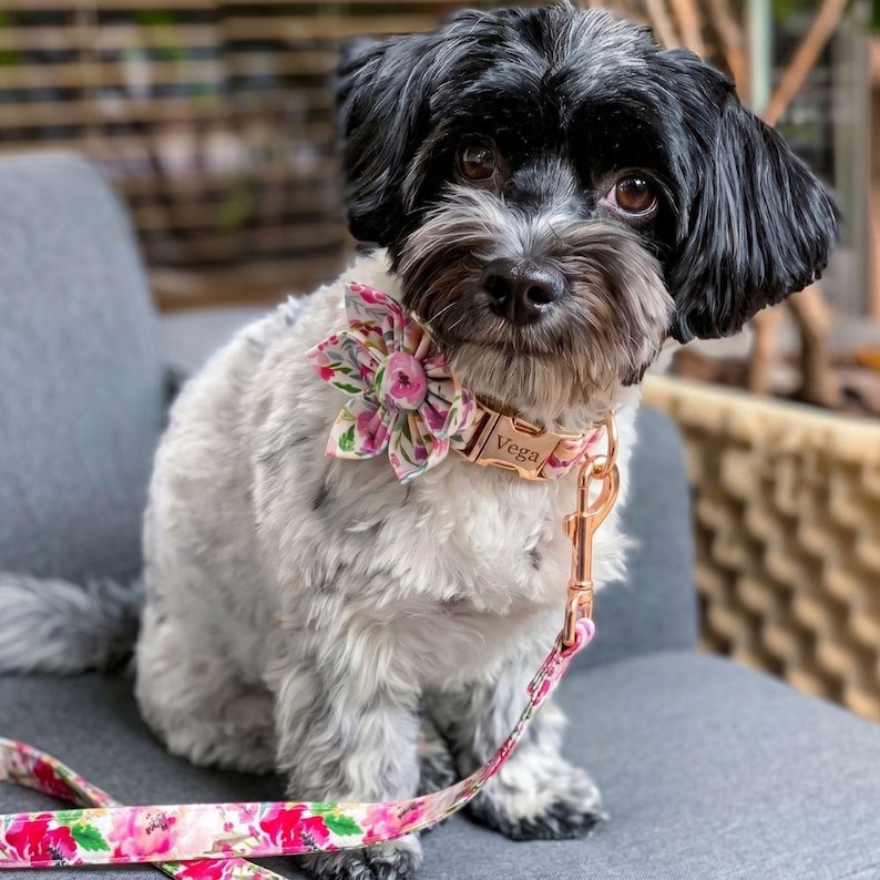 May include: A small dog with black and white fur sits on a gray chair, wearing a floral collar and leash. The collar is rose gold with the name "Vega" engraved. The leash and flower are pink and white.