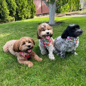 Puede incluir: Tres perros peque&ntilde;os con pelaje esponjoso est&aacute;n sentados sobre hierba verde. Los perros llevan pa&ntilde;uelos y pajaritas florales. El perro de la izquierda es marr&oacute;n, el perro del medio es marr&oacute;n y blanco, y el perro de la derecha es negro y gris.