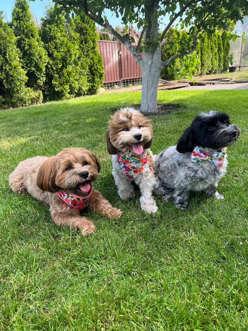 Puede incluir: Tres perros peque&ntilde;os con pelaje esponjoso est&aacute;n sentados sobre hierba verde. Los perros llevan pa&ntilde;uelos y pajaritas florales. El perro de la izquierda es marr&oacute;n, el perro del medio es marr&oacute;n y blanco, y el perro de la derecha es negro y gris.