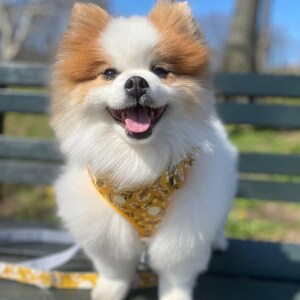 May include: A white and brown fluffy dog wearing a yellow floral harness, sitting on a wooden bench with a green painted surface.