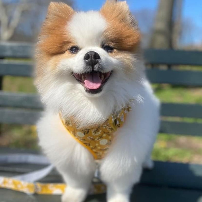 Dog Harness Set Puppy Harness Dog Collar and Leash Cute Etsy