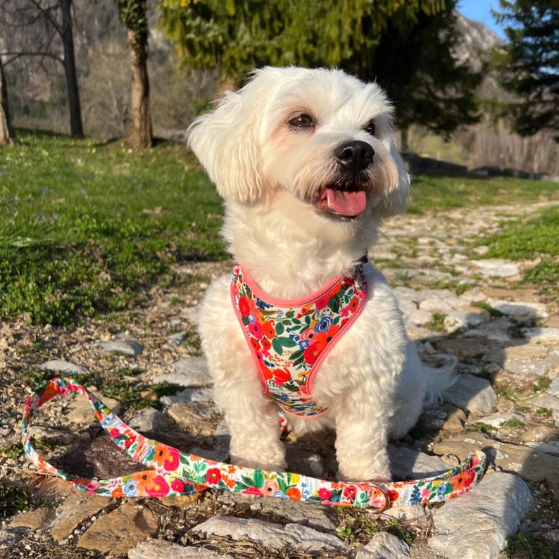 Puede incluir: Un perro blanco con un arn&eacute;s y una correa florales. El arn&eacute;s y la correa presentan un colorido estampado de flores rojas, naranjas y azules sobre un fondo blanco. El perro est&aacute; sentado al aire libre en un d&iacute;a soleado.