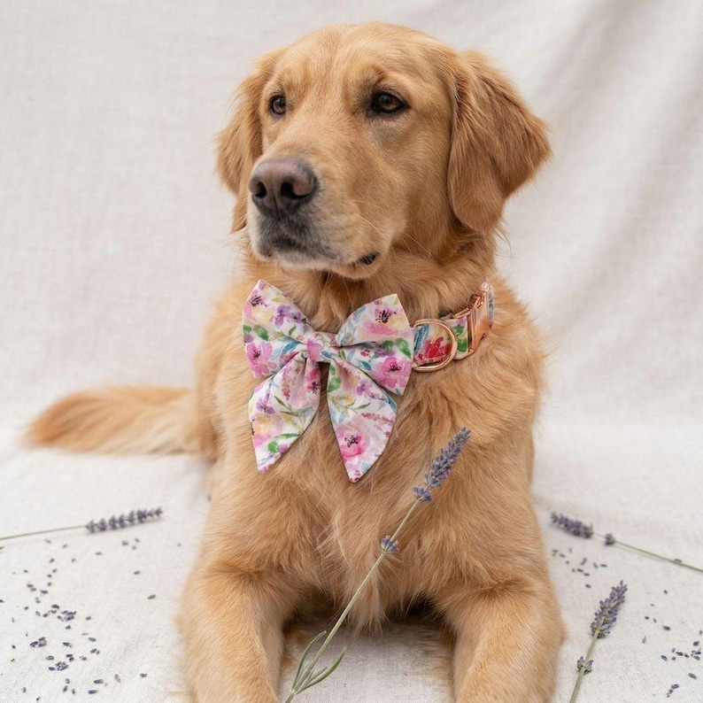 May include: A golden retriever wearing a floral print bow tie and matching collar. The bow tie and collar feature a pattern of pink, purple, and green flowers. The dog is lying down on a white surface.