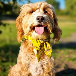 May include: A light brown dog with a yellow floral bow tie. The dog is smiling with its tongue sticking out.