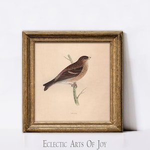 Impresión artística de aves silvestres, póster vintage de aves, ilustración cuadrada de ornitología, arte de pared estilo cottagecore, póster neutro de aves, decoración del hogar estilo granja
