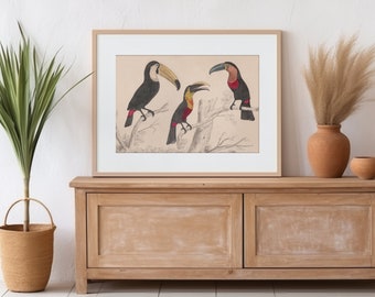 Tropical Toucan Art Print, Bird Poster, Ornithology, Bird Illustration Wall Art, Nature Posters, Animal, Kitchen, Living Room Wall Decor