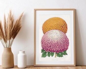 Vintage Chrysanthemum Art Print: Victorian Botanical Floral Poster