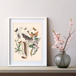 Vintage Butterfly Poster, Butterflies, Botanical Art Print, Moth Wall Art, Living Room Wall Decor, Bedroom Butterfly Art, Floral Gift Ideas