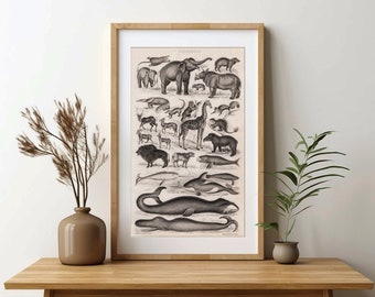 1922 Vintage Mammals Animal Poster. Small French Antique Animal