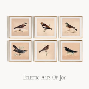 Juego de 6 láminas vintage de pájaros, pósteres cuadrados de aves, arte mural de galería de aves, imágenes de aves silvestres, pósteres cottagecore, decoración rústica neutra para el hogar.