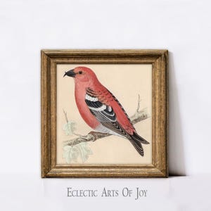 Póster vintage de pájaro rosa con estampado de pájaro, imagen de ornitología, ilustración de pájaro, póster cuadrado de naturaleza, arte de pared de pájaro, decoración de sala de estar estilo cottagecore