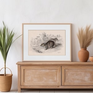 Cape Hyrax Art Print, Animal Wall Art, Victorian Zoological Wall Decor, Rabbit Art, Rodent Poster, Home Decor, Hyrax Picture, African Animal