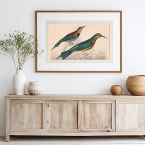Par de impresiones de aves tropicales, pósteres vintage de aves, ilustraciones de aves, póster de pájaro verde azulado, arte de pared estético vintage, decoración de imágenes de aves tropicales