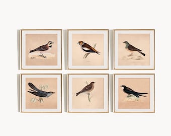 Láminas de aves vintage: arte ornitológico cuadrado, decoración cottagecore