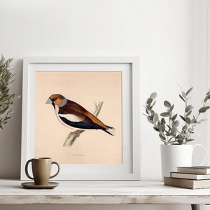 Stampa di uccelli quadrati vintage Poster di uccelli primaverili Immagini di ornitologia Illustrazione di uccelli Frosone Decorazione Cottagecore Arte murale da fattoria Decorazione per la casa