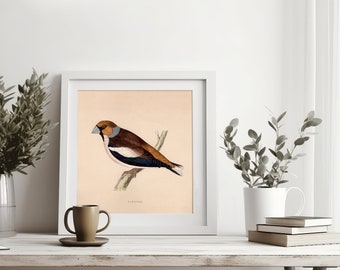 Lámina vintage de picogordo, ilustración ornitológica cuadrada, póster de aves
