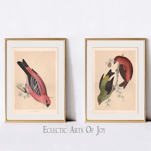 Impresiones de pájaros rosas y verdes, pósteres vintage de pájaros, par de pósteres de pájaros, ilustraciones de la naturaleza, arte de pared estético vintage, decoración de imágenes de pájaros tropicales