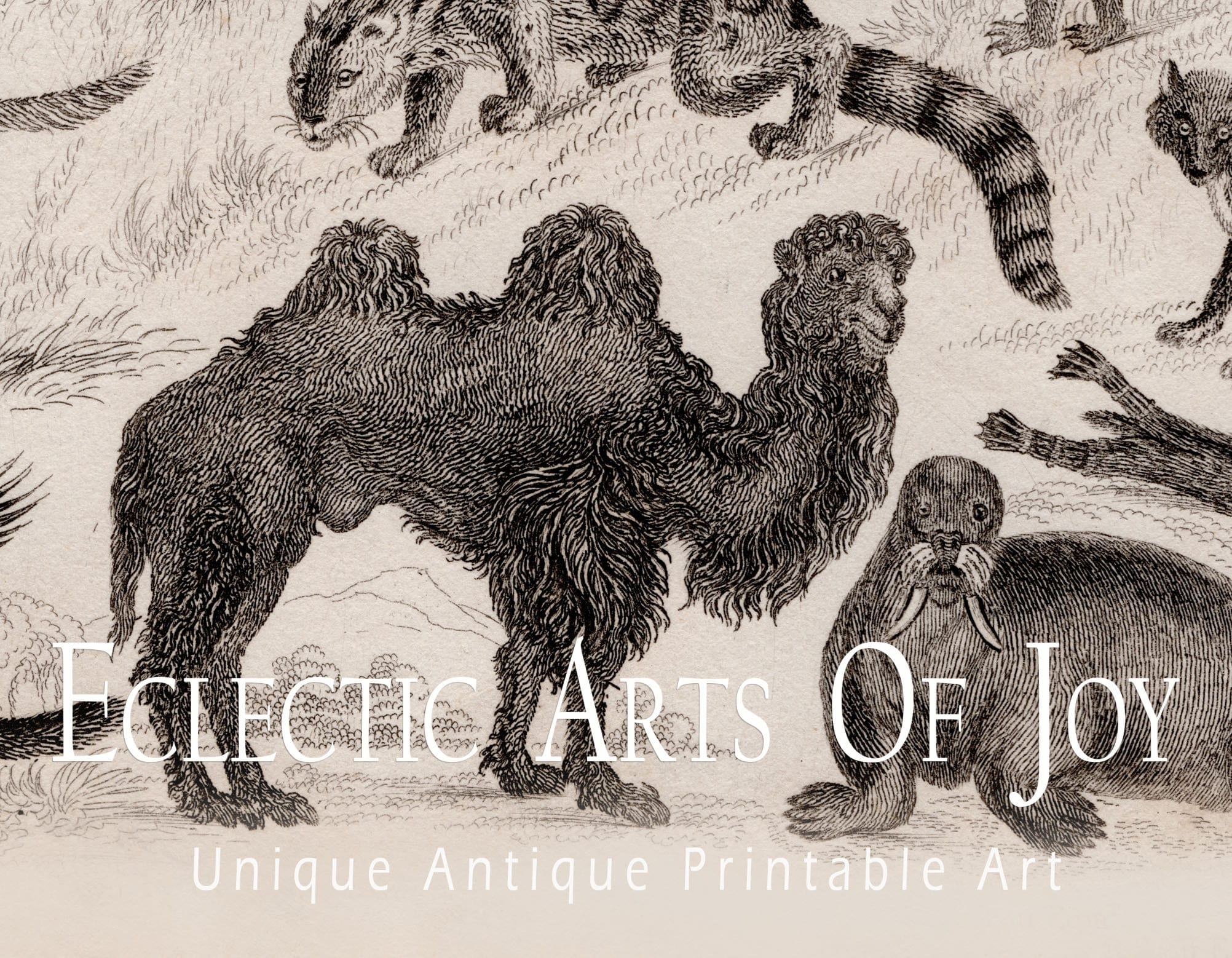 Set of 3 Vintage Zoological Mammal Prints, Victorian Natural