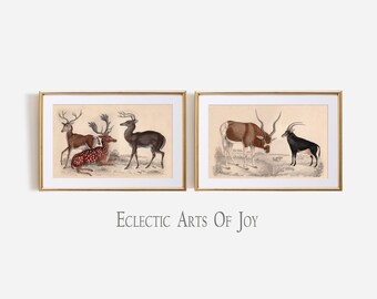 Conjunto de impresiones vintage de ciervos y antílopes, arte mural de zoología