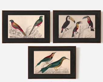 Puede incluir: Tres impresiones enmarcadas de aves. Las impresiones presentan ilustraciones coloridas de varias especies de aves, incluidos tucanes y otras aves exóticas. Los marcos son de color marrón oscuro y el fondo es de color neutro.