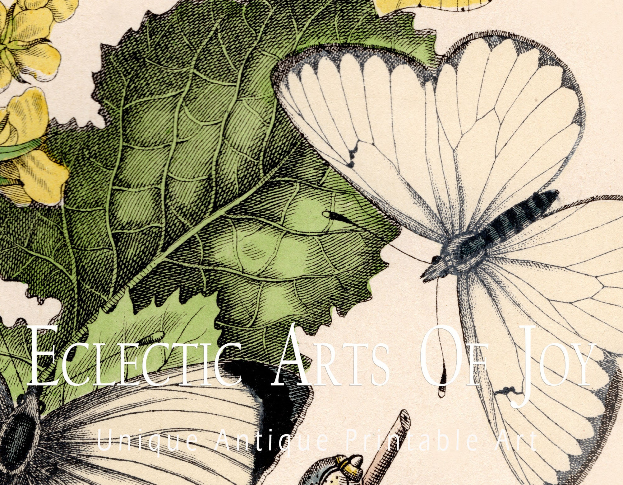 Vintage Butterfly Art Print: Botanical Illustration, Moth Wall Decor - Etsy