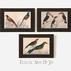 Conjunto de 3 impresiones de aves tropicales, tucán, arte de pared, póster de aves, estética vintage, imagen de aves tropicales, galería de aves, arte de pared, naturaleza, póster artístico A3