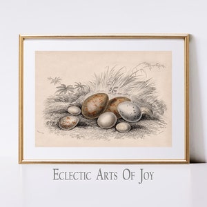 Vogel Ei Kunstdruck Vintage Ei Sammlung Poster Cottagecore Kunst Neutral Bauernhaus Küchen Kunst Viktorianisches Ei Wand Kunst Ostern Frühling Dekor