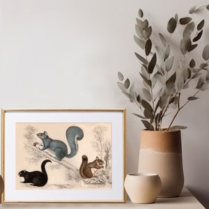 Stampa scoiattolo, arte murale della fauna selvatica, decorazione murale della vita di campagna, poster scoiattolo, regalo per gli amanti degli scoiattoli, decorazione murale della cucina, immagine della natura