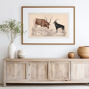 Vintage Antelope Wall Print, Victorian Zoology Wall Decor, Antelope Poster, Safari Art, Neutral Home Decor, Animal Lover Art Gift, Wall Art