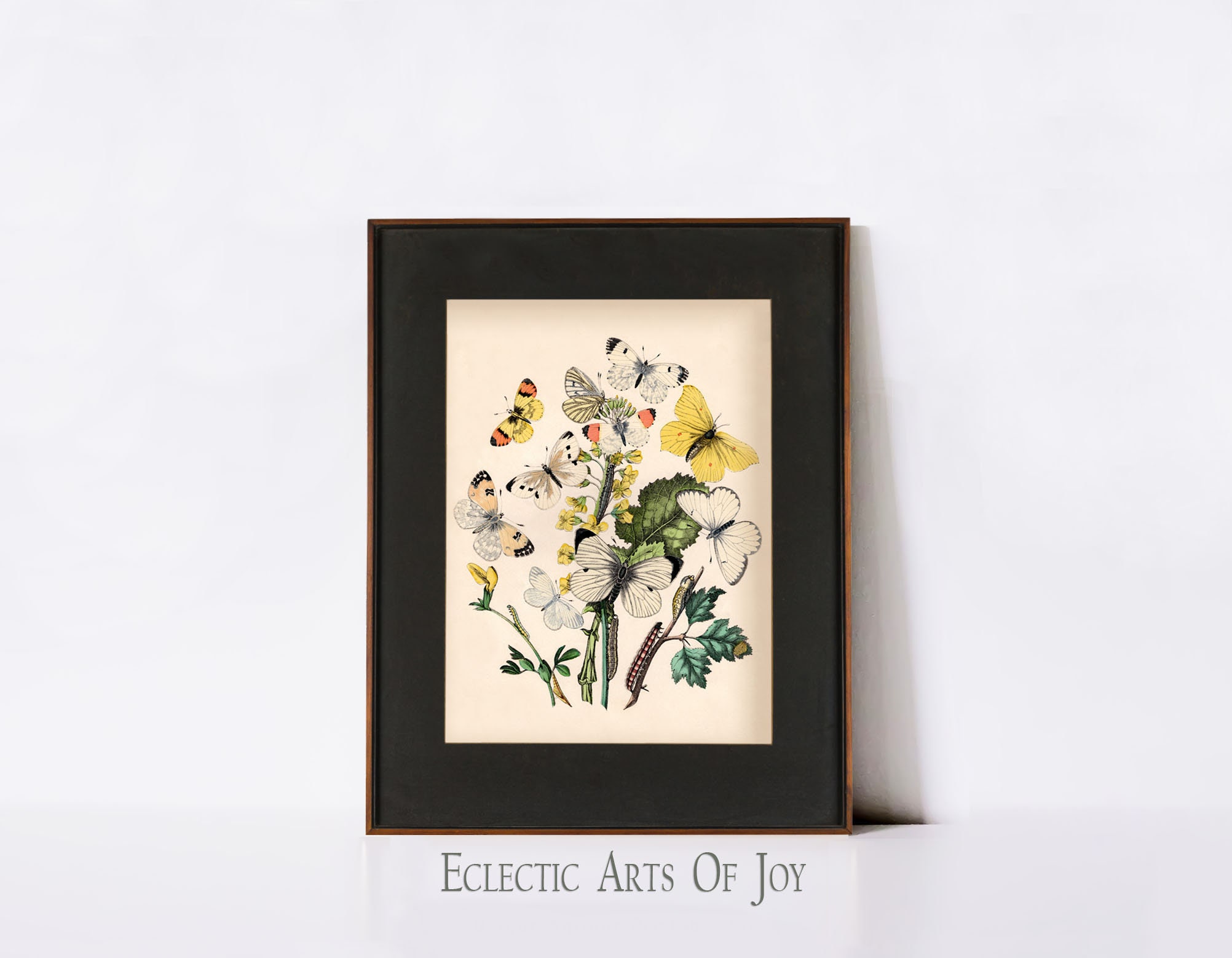Vintage Butterfly Art Print: Botanical Illustration, Moth Wall Decor - Etsy