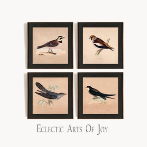 Set di poster vintage di uccelli Wild Bird Gallery Set di 4 stampe di ornitologia Wild Bird Wall Art Poster sulla natura Decorazione per la casa neutra in stile fattoria