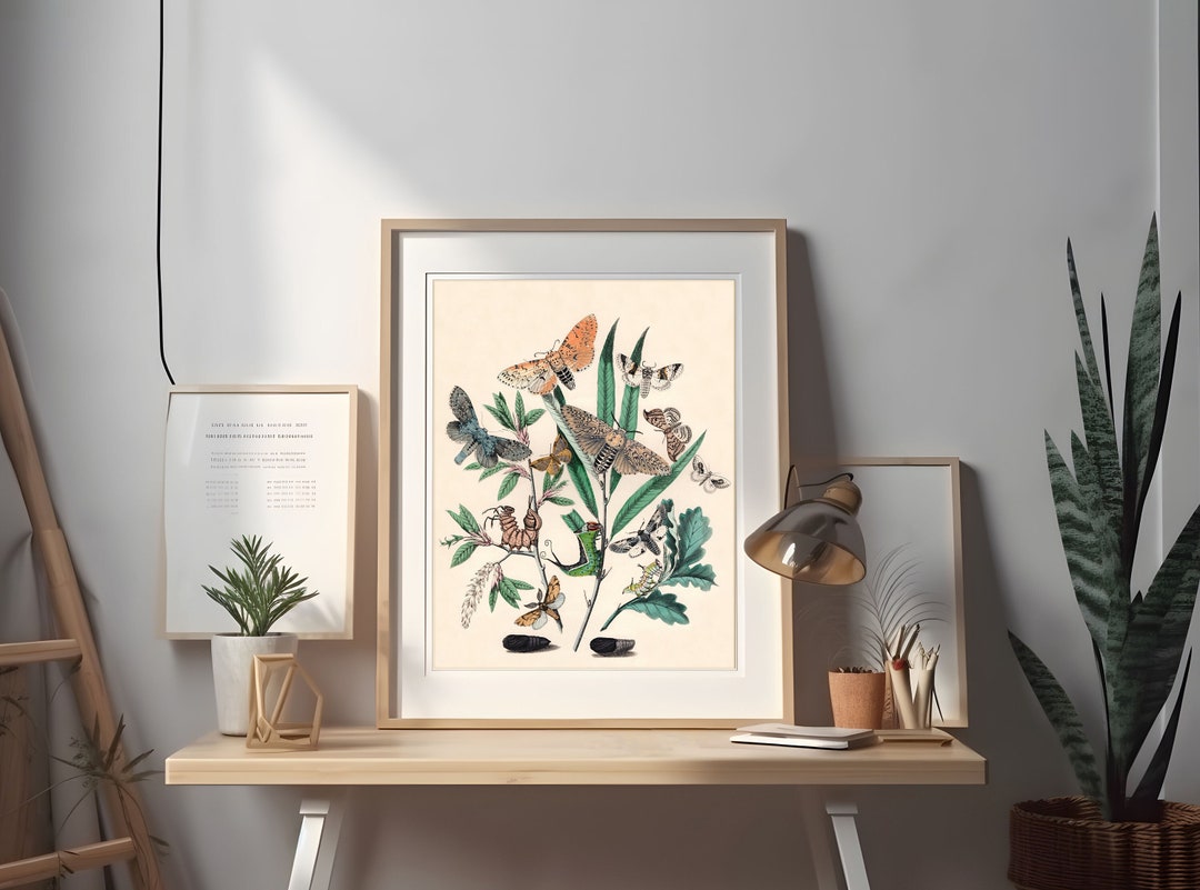 Vintage Butterfly Botanical Art Print, Moth Illustration - Etsy
