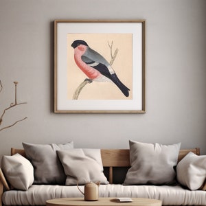 Impresión de pájaro, póster de pájaro camachuelo, ornitología, ilustración de aves, arte de pared, carteles de naturaleza, imagen vintage de aves silvestres, arte cottagecore, decoración del hogar