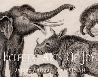 Set of 3 Vintage Zoological Mammal Prints, Victorian Natural