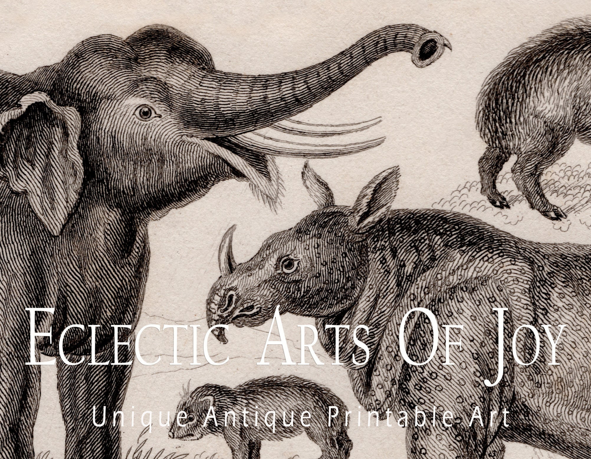 Set of 3 Vintage Zoological Mammal Prints, Victorian Natural