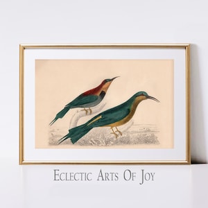 Impresiones de aves tropicales, pósteres de aves estéticas vintage, ilustraciones de aves, decoración de pared verde azulado, arte de pared de galería vintage, decoración de imágenes de aves tropicales