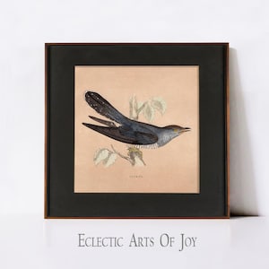 Impresión artística de cuco, póster vintage de pájaro, arte ornitológico, ilustración de pájaro neutro, arte de pared de granja, imagen de pájaro de primavera, decoración cottagecore.