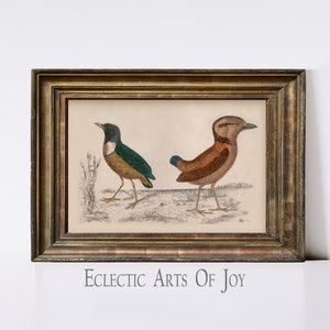 Impresión de pájaro vintage, póster de pájaro, lámpara de pared de galería vintage, impresión de academia, arte de pared de pájaro, estética vintage, arte cottagecore, decoración de granja