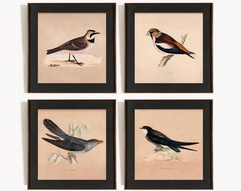 Conjunto de láminas de aves vintage, arte mural de galería de ornitología