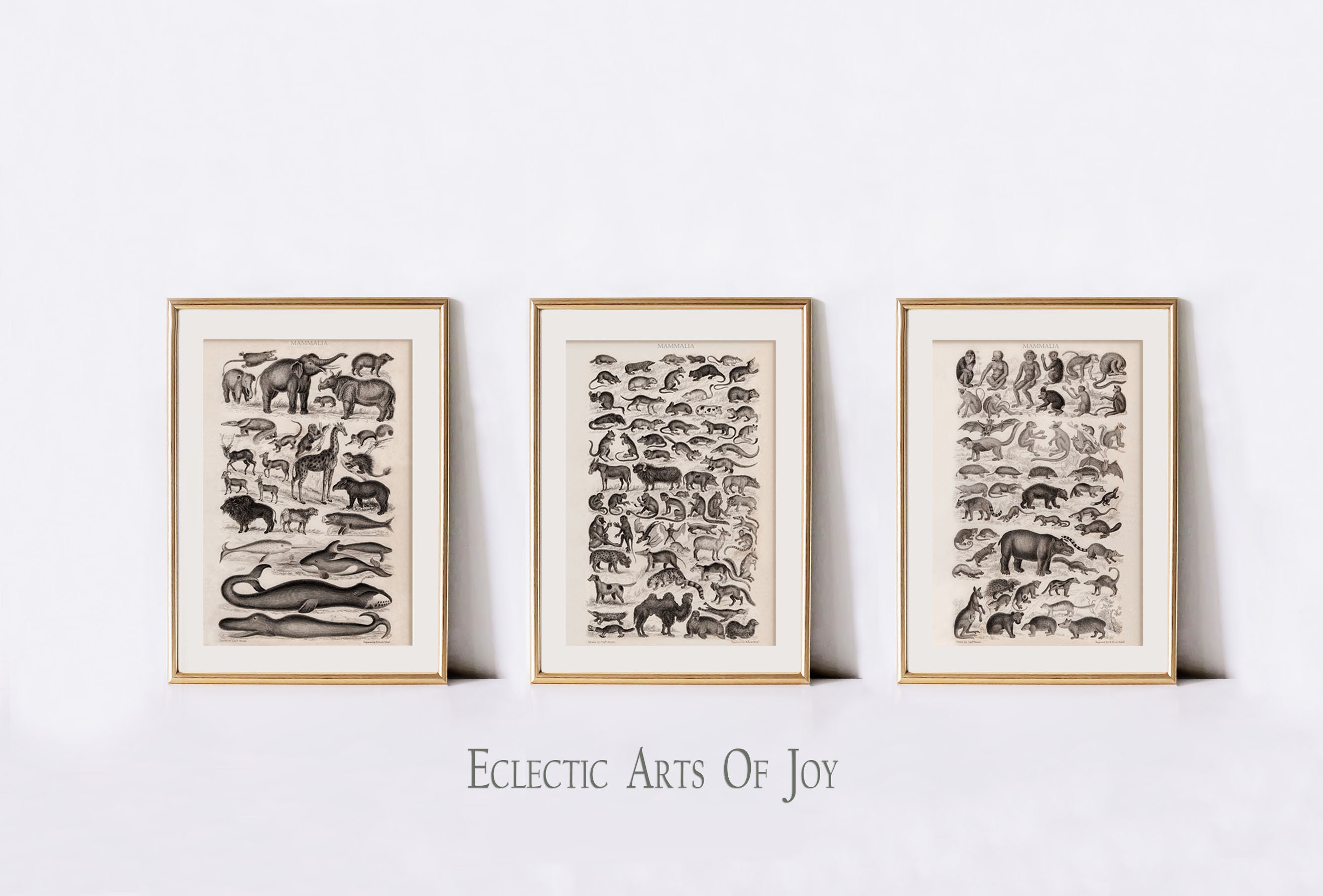 Set of 3 Vintage Zoological Mammal Prints, Victorian Natural