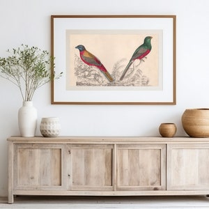 Par de impresiones de aves tropicales, póster de aves, ornitología, arte de pared, impresión de naturaleza, decoración de pared tropical, galería de arte, estética vintage.