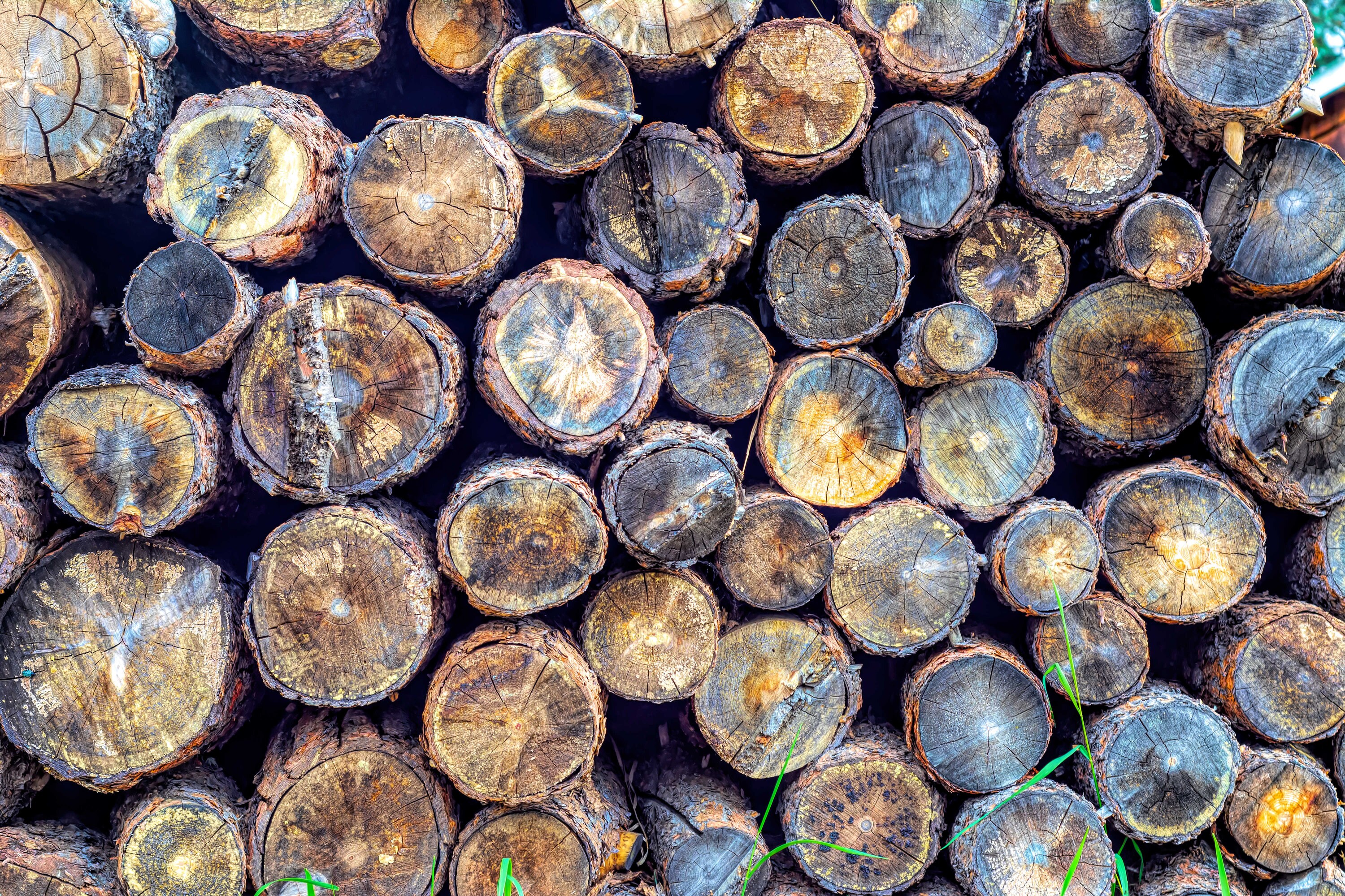 Wooden Log Cut