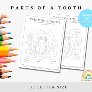 Feuille de travail Parties d'une dent, Feuille de travail de la fée des dents, Feuille d'activités de coloration dentaire, Feuilles d'activités pour dentiste, Feuille de coloriage dentaire pour enfants