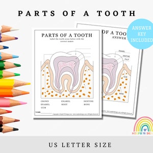 Feuille de travail sur les parties d'une dent, pages à colorier dentaires, feuille de travail de la fée des dents, feuille d'activités dentaires, feuilles d'activités pour dentiste, coloriage pour enfants