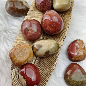 Petrified Wood Tumbled Stones (811)