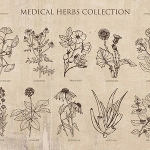 Vintage Botanische Poster, Blumencollage, Pflanzenskizzen, Heilkräuter, Heilblumen, Vintage Dekor, Vintage Pflanzencollage, PNG Dateien